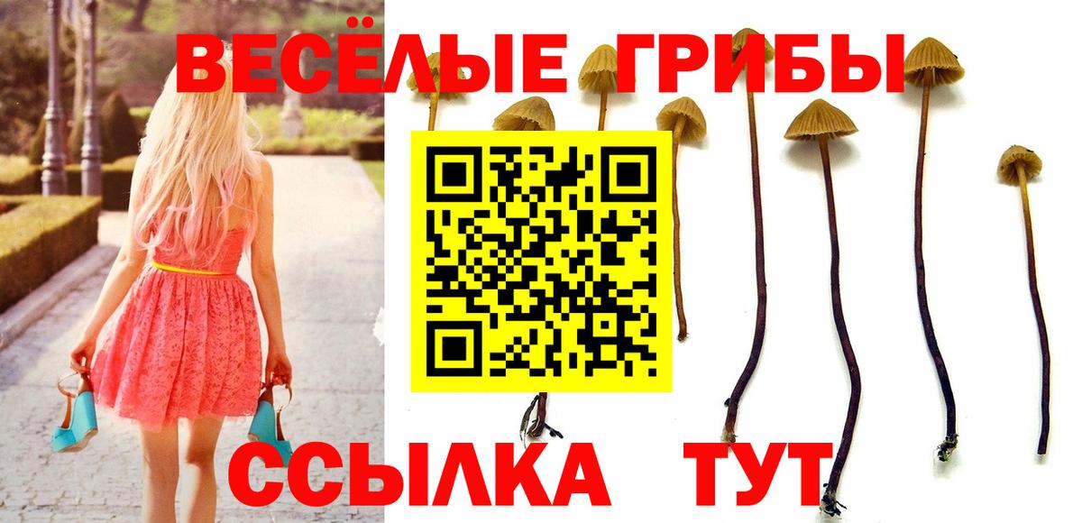 Галлюциногенные грибы Cubensis  Галлюциногенные грибы GOLDEN TEACHER  Вход с VPN  что такое   Владикавказ 